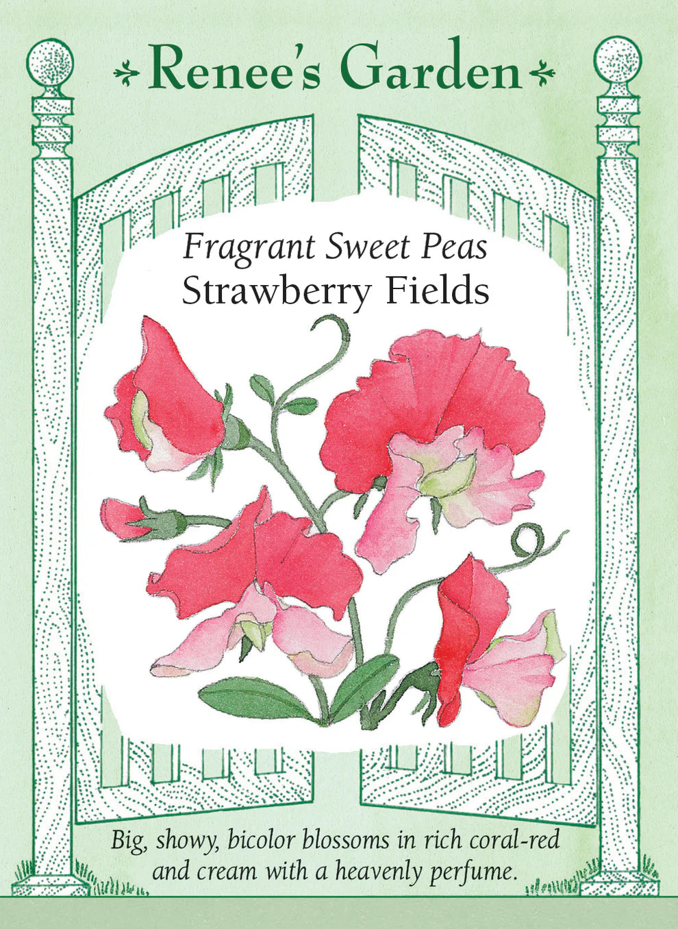 Sweet Pea 'Strawberry Fields' - seeds