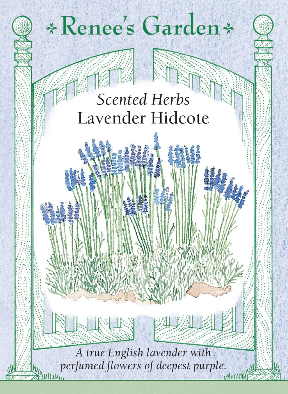 Lavender 'Hidcote' - seeds