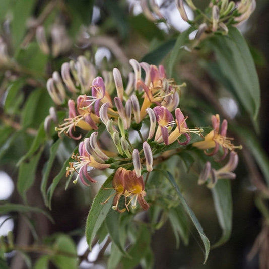 Henry's Honeysuckle