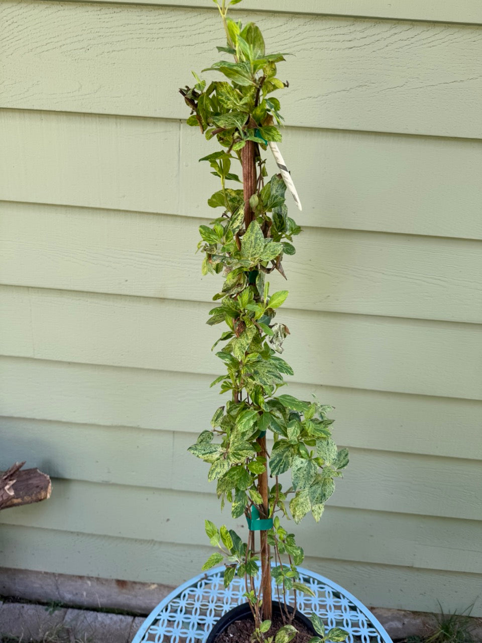 Honeysuckle 'Mint Crisp' (variegated Honeysuckle)