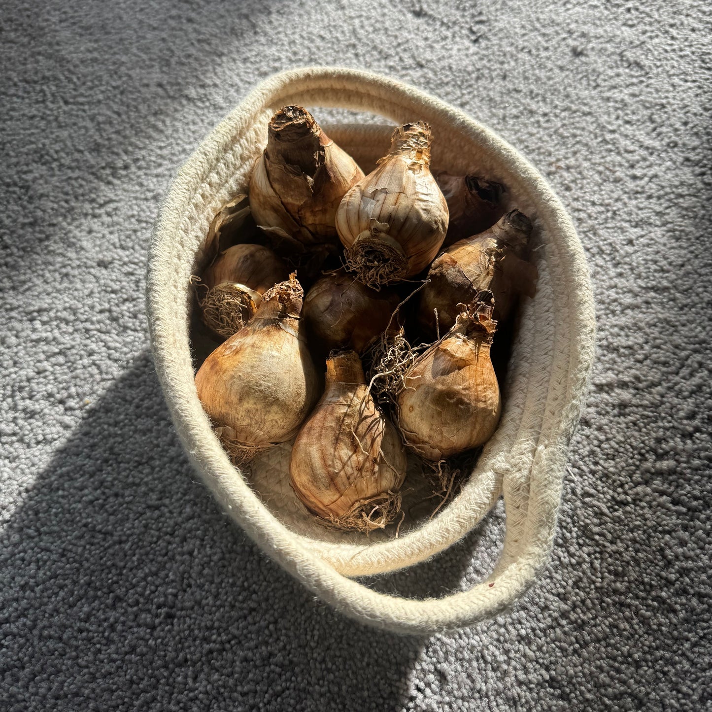 Fragrant Daffodil Mix