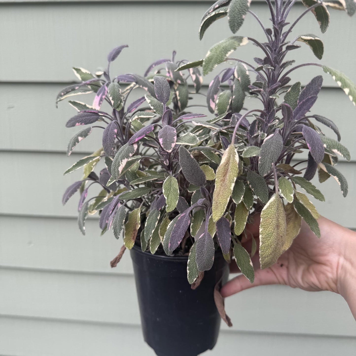Salvia officinalis 'Tricolor'
