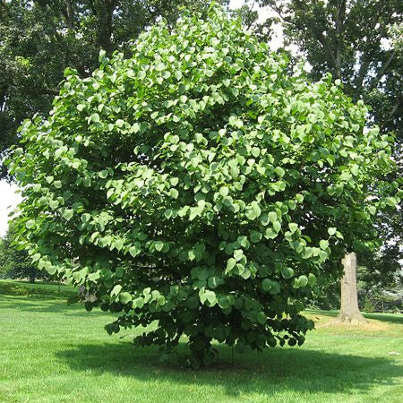Styrax obassia - Fragrant Snowbell