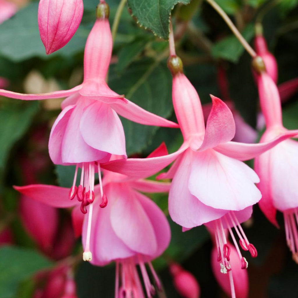 Fuchsia 'Beacon Rose'