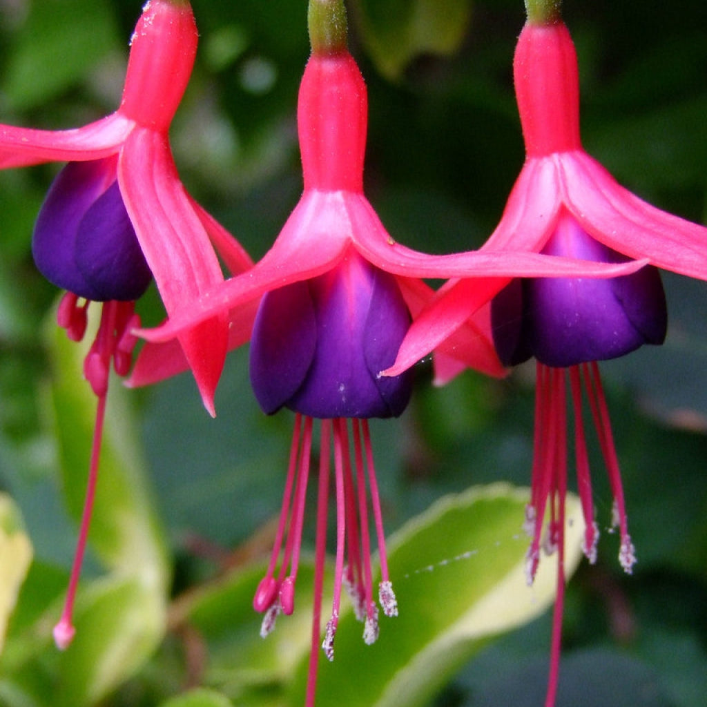 Fuchsia 'Mrs Popple'