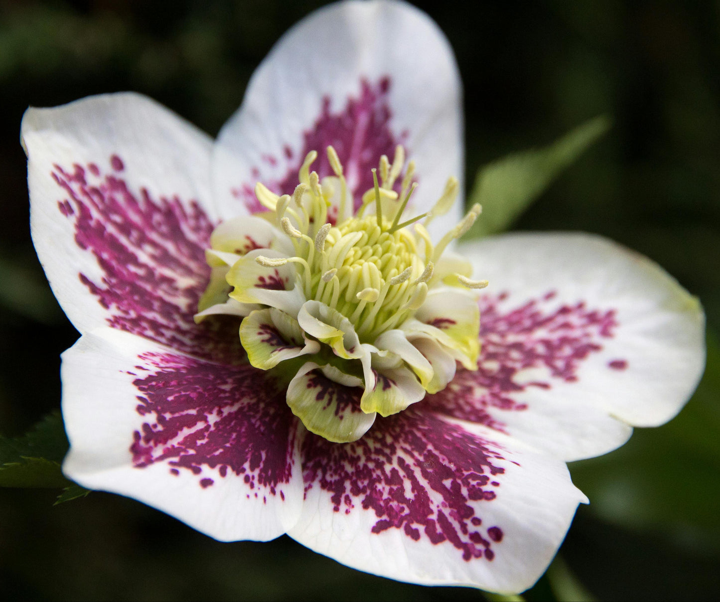 Hellebore orientalis 'Conny'
