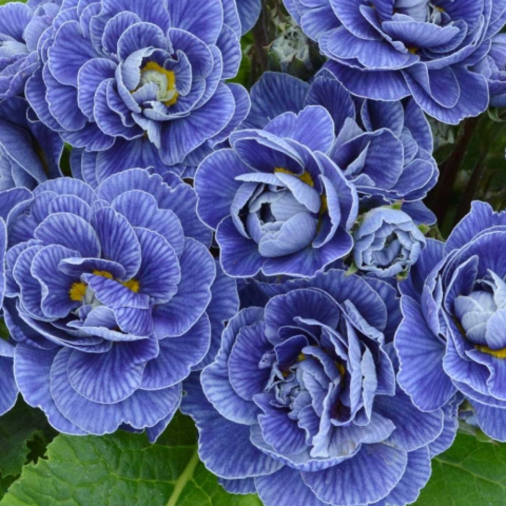 English primose Primula BELARINA 'Baltic Blue'