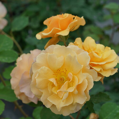Rose 'Rise up Amberness'