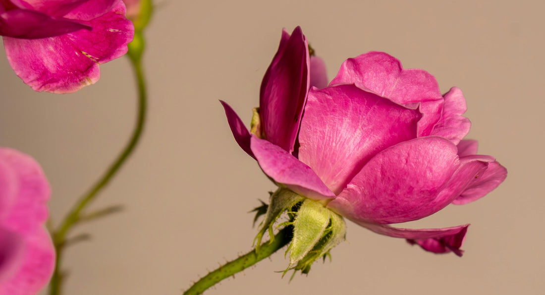Fragrant Shrubs for Your Garden