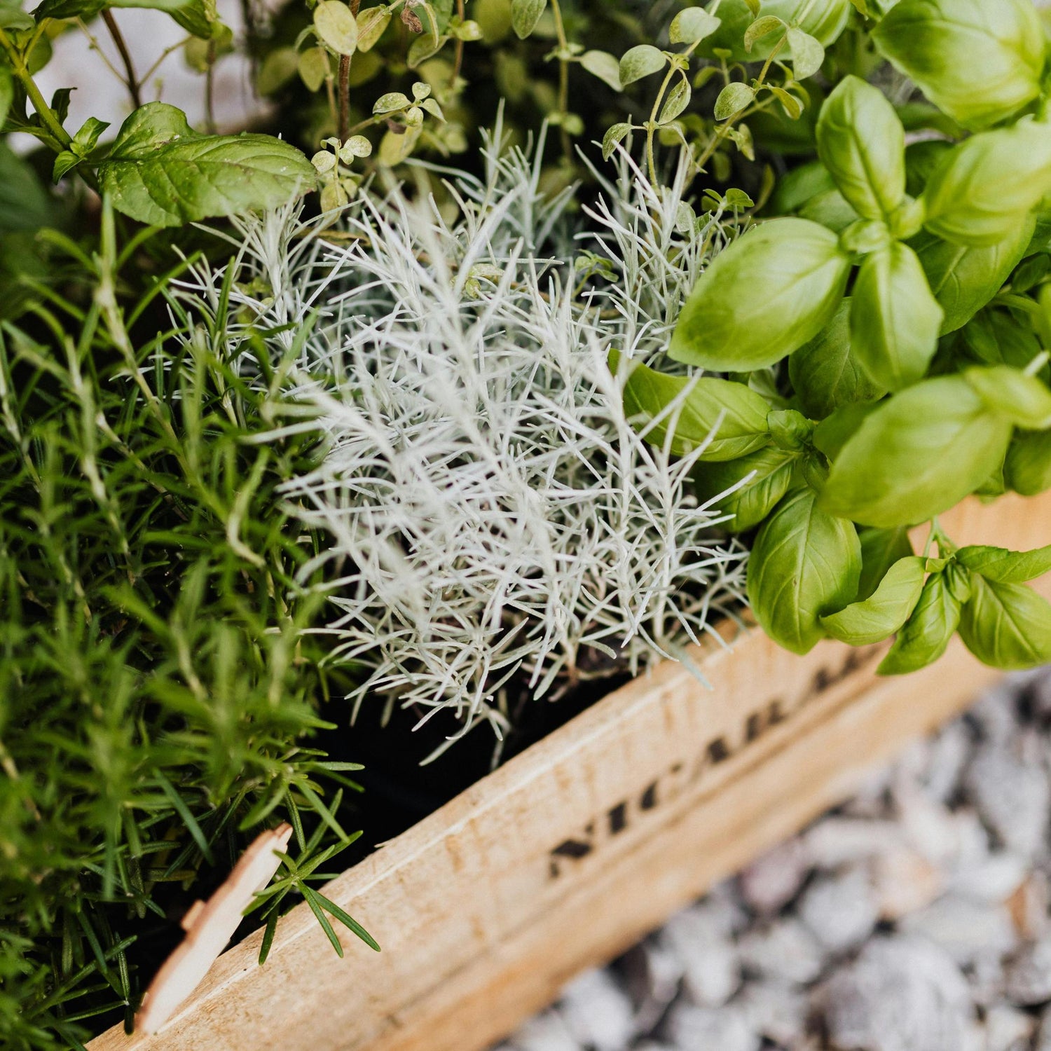 Herbs