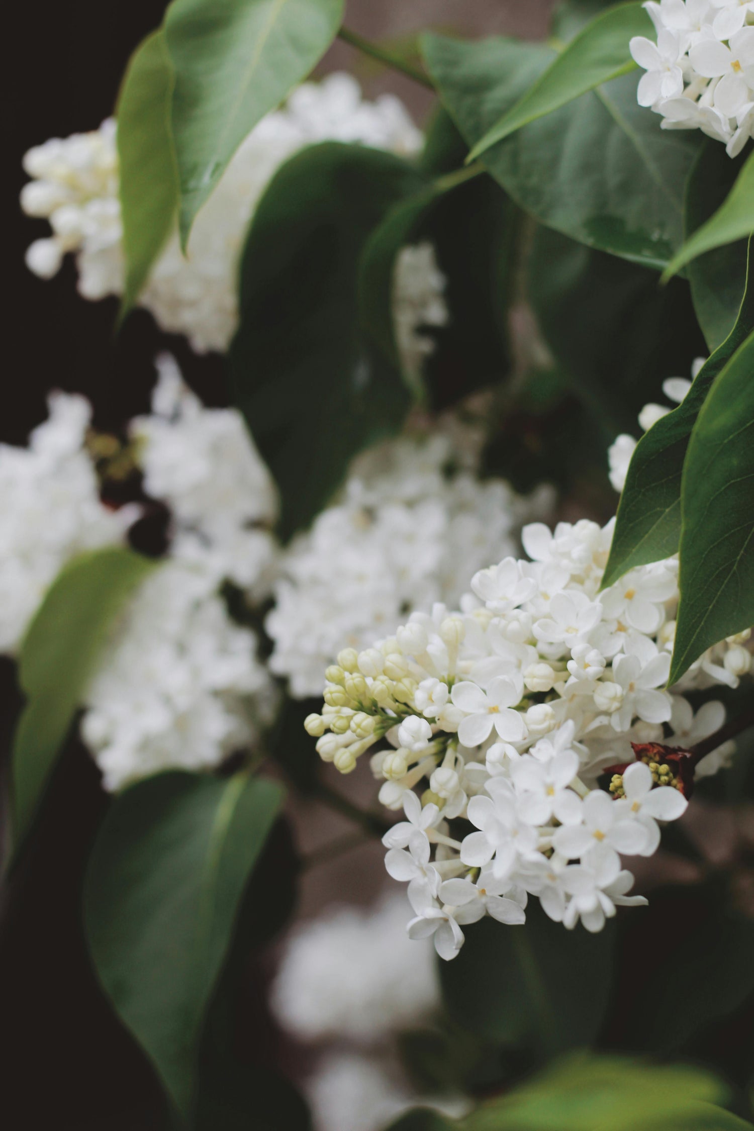 Shrubs