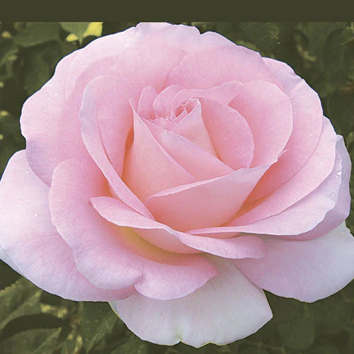 Rose 'Falling In Love' (Hybrid Tea)