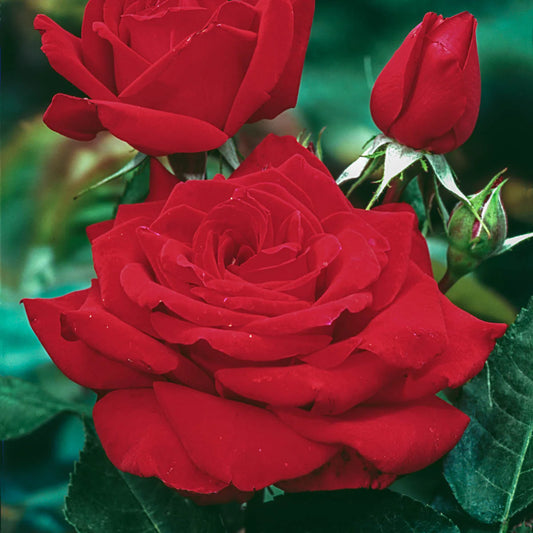 Rose 'Mister Lincoln' - Hybrid Tea