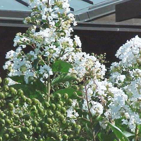 Crepe Myrtle 'Natchez'