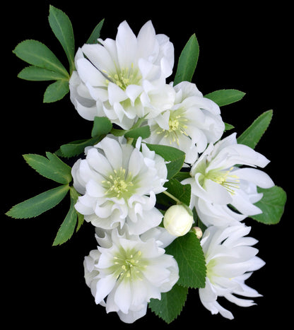 Hellebore 'North Star Crystalline'