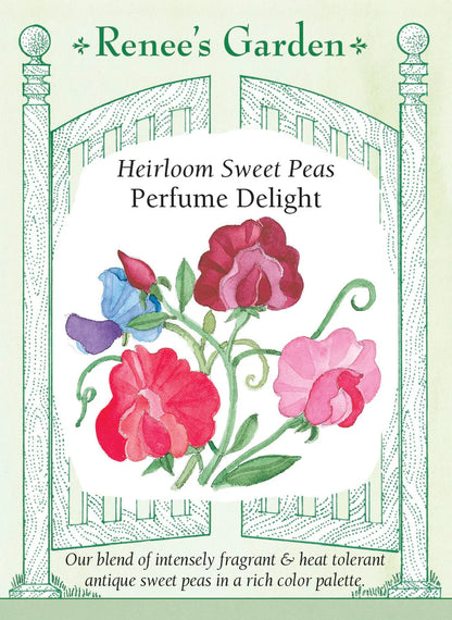 Sweet Pea 'Perfume Delight'