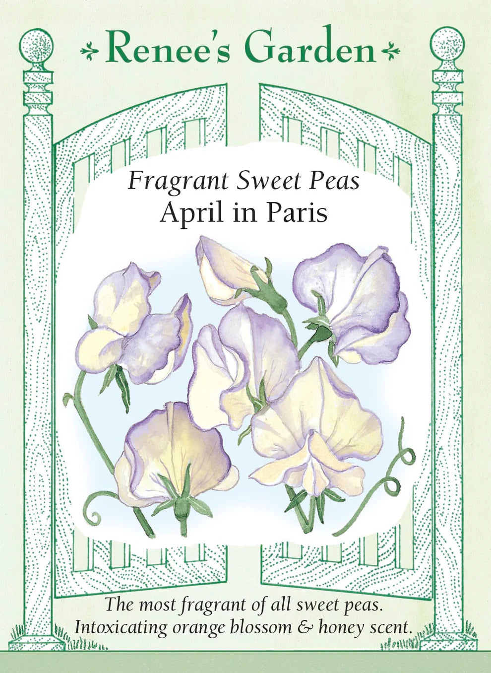 Sweet Pea 'April in Paris'