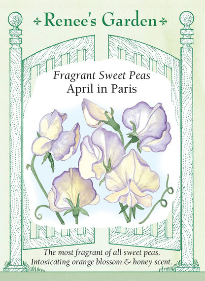 Sweet Pea 'April in Paris'
