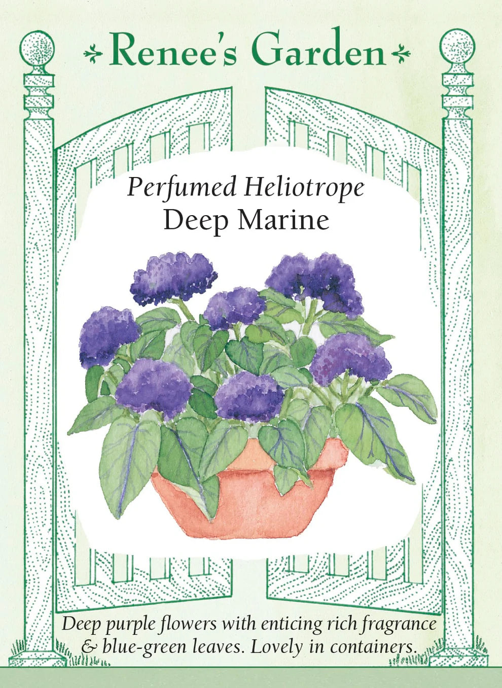 Heliotrope 'Marine' Seeds
