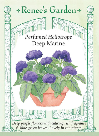 Heliotrope 'Marine' Seeds
