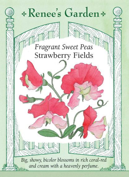 Sweet Pea 'Strawberry Fields' - seeds