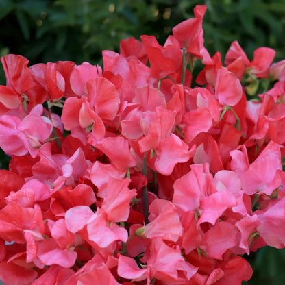 Sweet Pea 'Strawberry Fields' - seeds