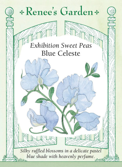Sweet Pea 'Blue Celeste'