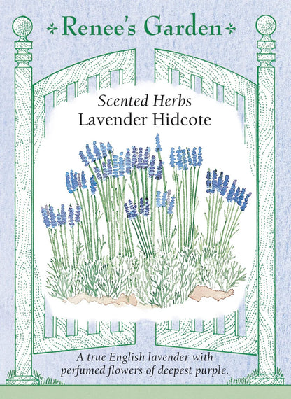 Lavender 'Hidcote' - seeds