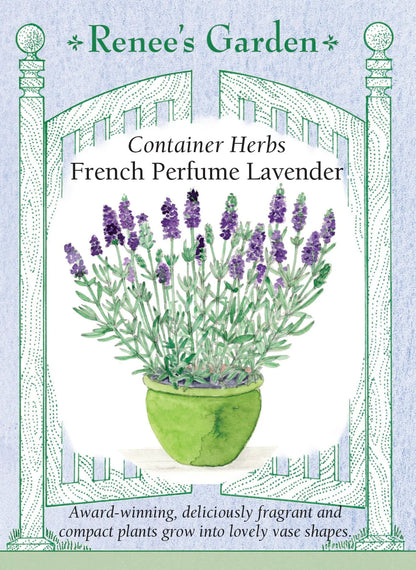 Lavender 'French Perfume'