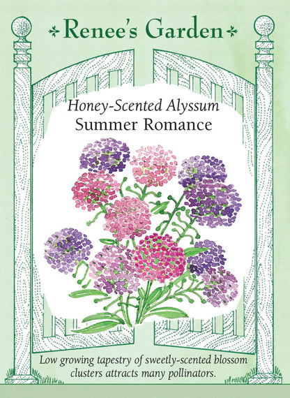 Alyssum Summer Romance Mix