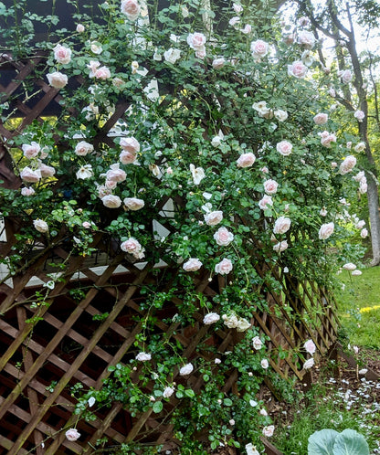 Rose 'New Dawn' - Climbing Rose