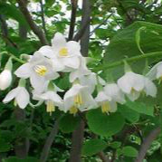 Styrax obassia - Fragrant Snowbell