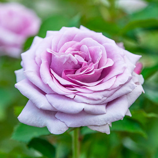 Rose Violet's Pride (Floribunda)