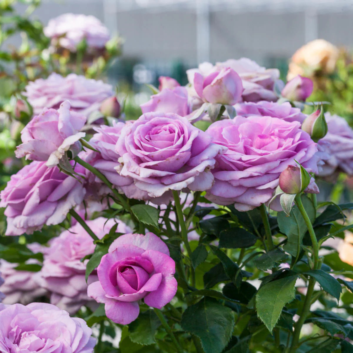 Rose Violet's Pride (Floribunda)