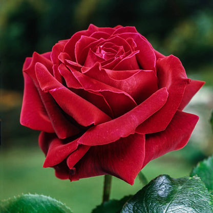 Rose 'Mister Lincoln' - Hybrid Tea