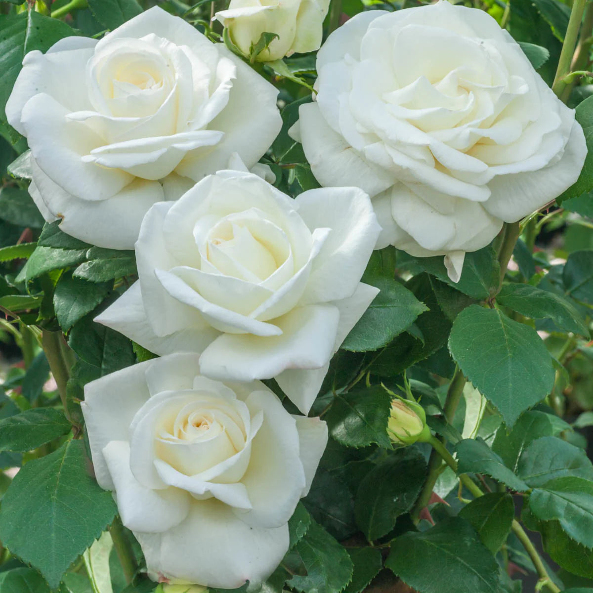 Rose 'Sugar Moon' - Hybrid Tea