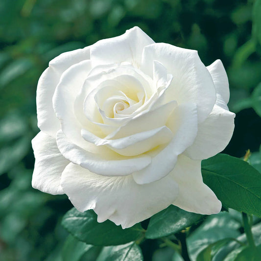 Rose 'Sugar Moon' - Hybrid Tea