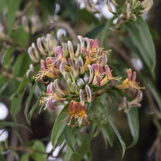 Henry's Honeysuckle