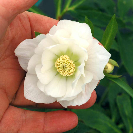 Hellebore 'North Star Crystalline'