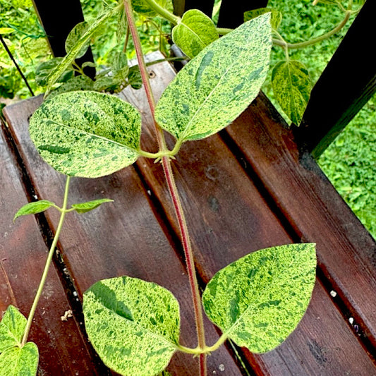 Honeysuckle 'Mint Crisp' (variegated Honeysuckle)