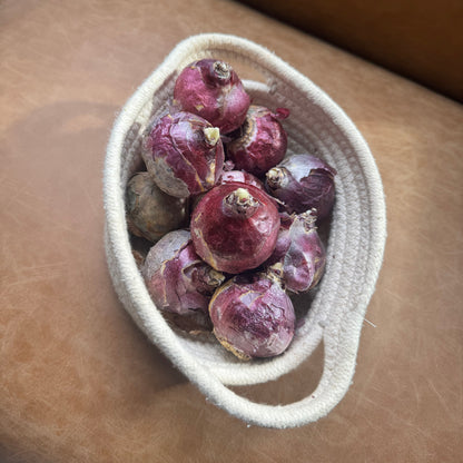 Hyacinth 'Aqua' - jumbo bulbs