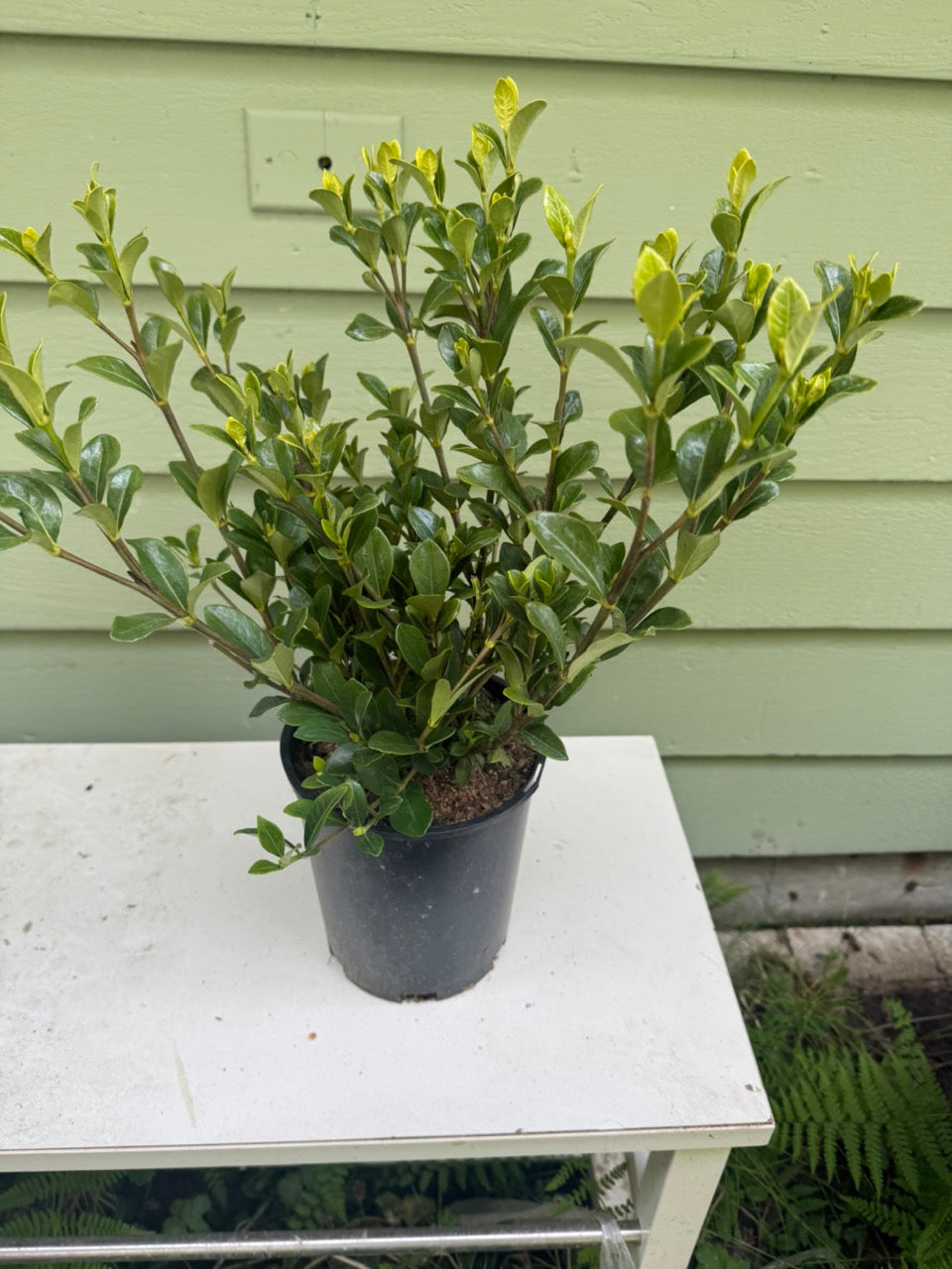Gardenia jasminoides 'Kleim's hardy'
