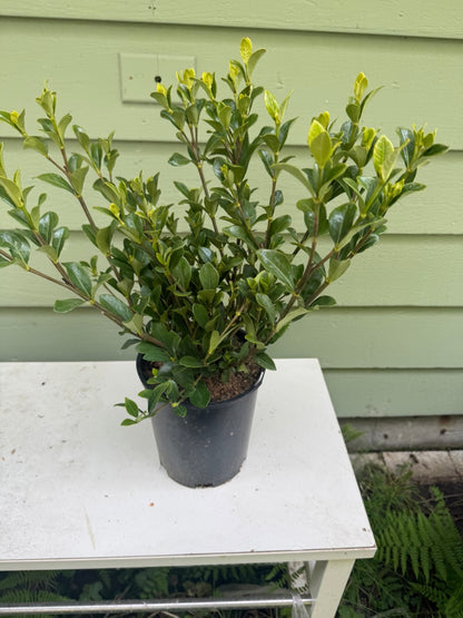 Gardenia jasminoides 'Kleim's hardy'