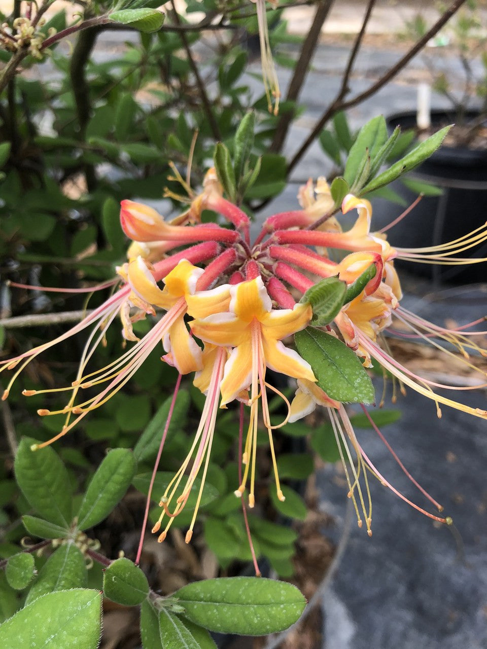 Rhododendron austrinum 'Millie Mac'