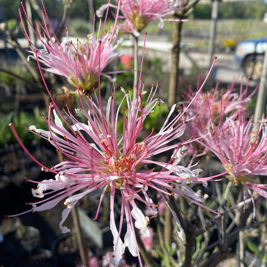 Rhododendron canescens 'Mimosa Azalea'