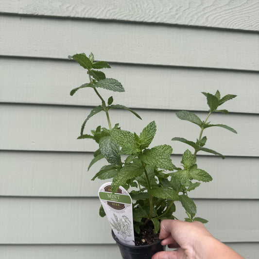 Mint 'Mojito'