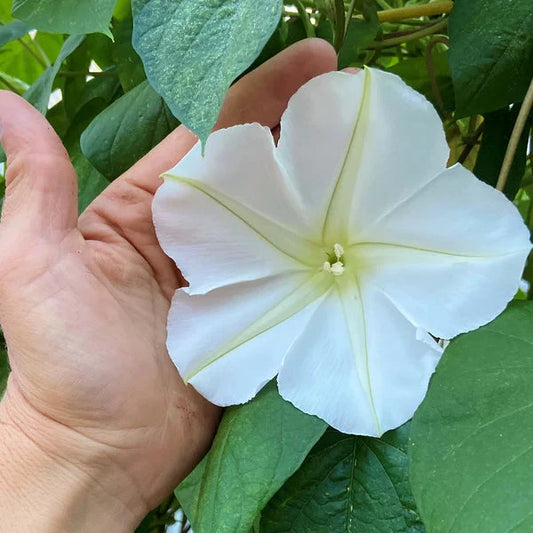 Moonflower vine seeds