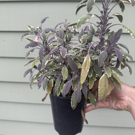 Salvia officinalis 'Tricolor'