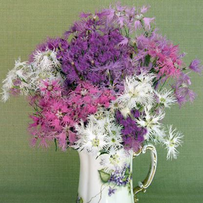 Dianthus "Lace Perfume'