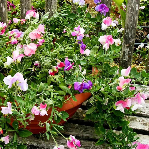 Sweet Pea Color Palette Cupid Windowbox